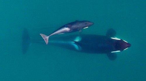 Scarlet (J50) with her mother in September 2015.