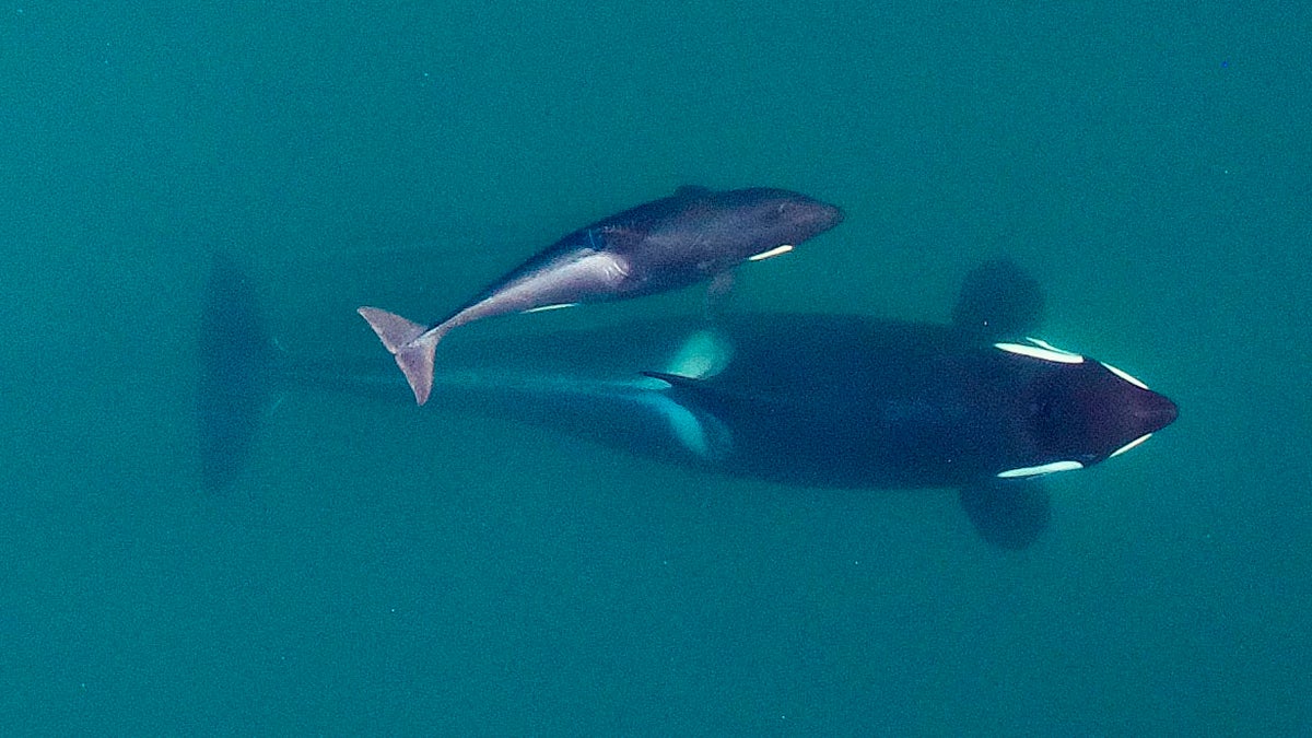 Washington's Bold Plan to Save Its Orcas