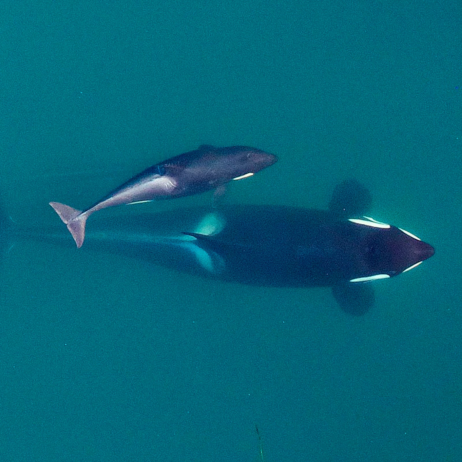 Scarlet (J50) with her mother in September 2015.