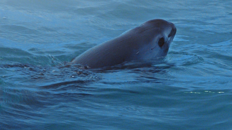 A vaquita.