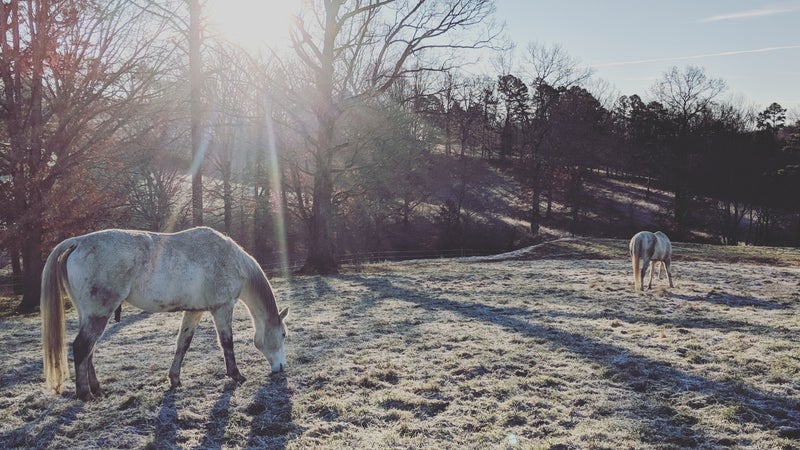 The horses require exercising at 5 A.M. each day.