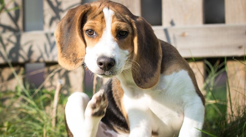 Itchy? Histamine might be to blame.