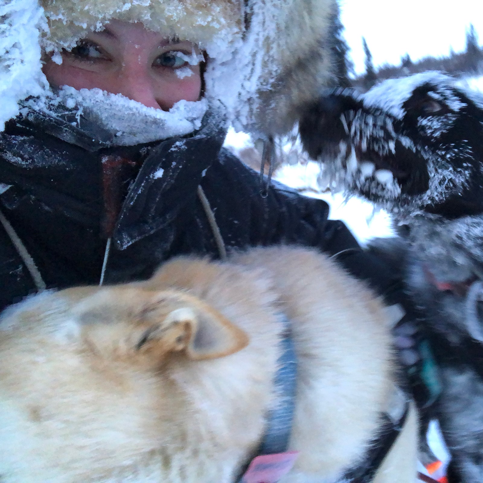 The author with a couple of her icy sled dogs.