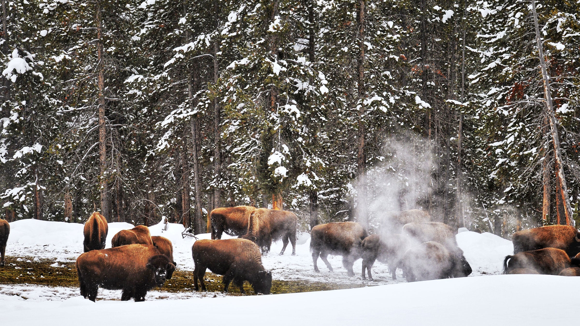 Yellowstone National Park's famous geothermal features look just as cool in the winter.