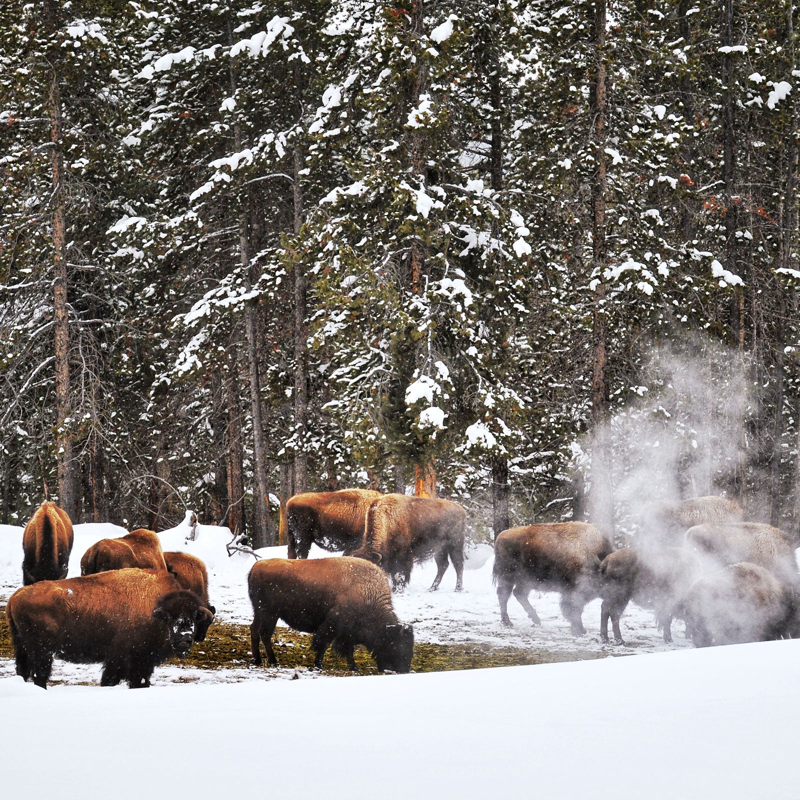 Yellowstone National Park's famous geothermal features look just as cool in the winter.