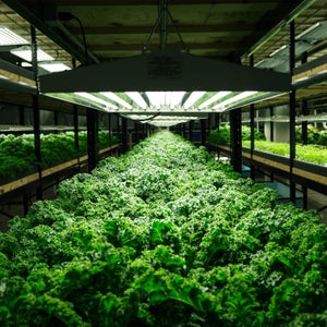Aquaponics combines hydroponics—growing plants without soil in a water-based mineral solution—with aquaculture, otherwise known as fish farming.