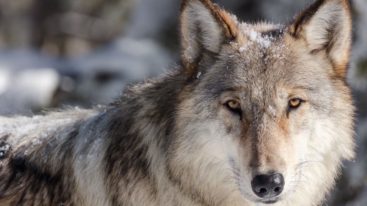 The Death of 832F, Yellowstone's Most Famous Wolf