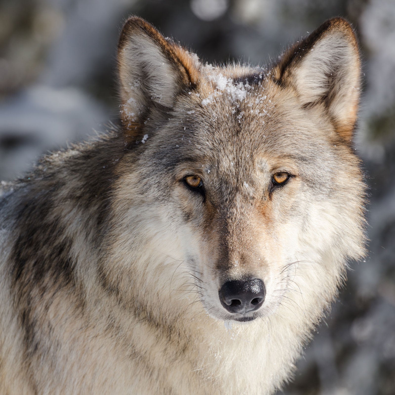 Wolf portrait taken from a vehicle in a pullout in Yellowstone National Park.