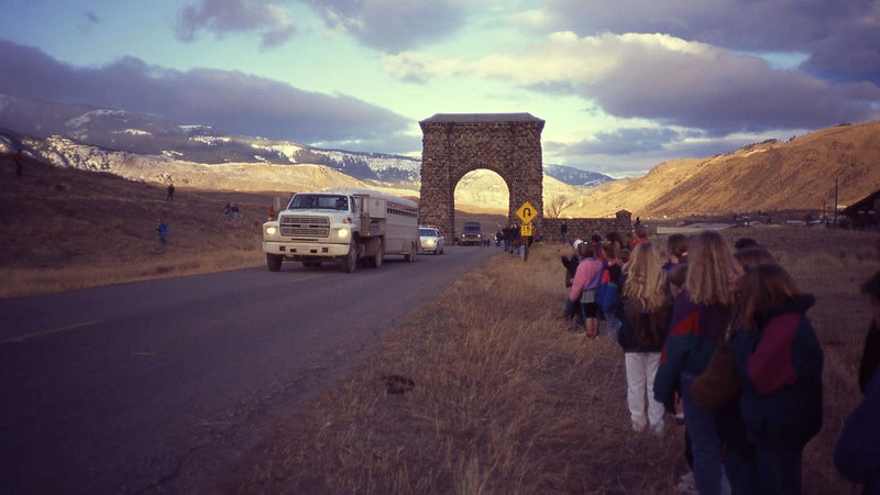 National Park Service transporting Canadian Wolves into Yellowstone National Park at Gardiner, Montana, for re-introduction in January 1995.