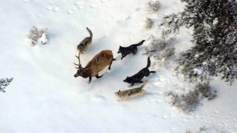 wolves chasing bull elk in snow