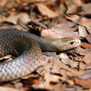 The Taipan is one of the world's deadliest snakes.