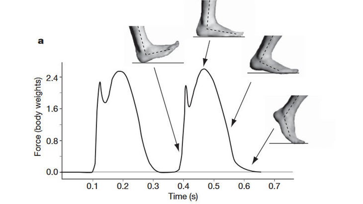 Barefoot Shoes Science