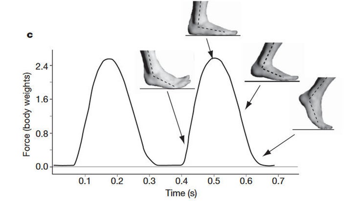 Barefoot Running: New Research On The Science - Outside Online