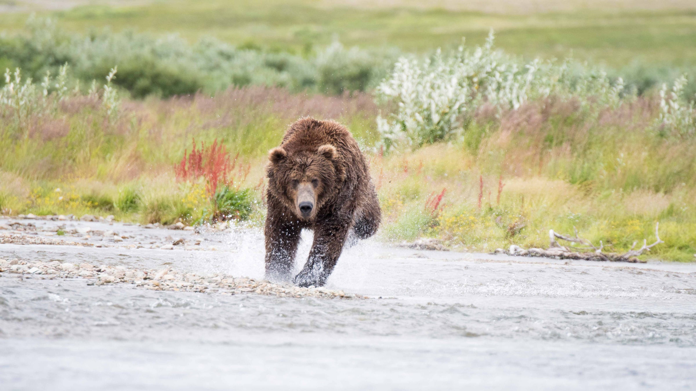 Take extra precautions' Bear attack seriously injures dog, frightens owner