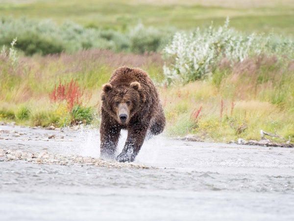 grizzly bear running, how to survive a bear attack