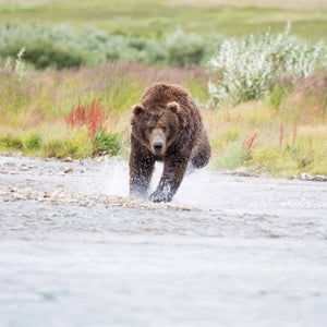 Yes, it is possible to survive a grizzly bear attack.