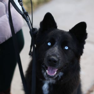 Abbey Gingras with her dog, Koda.