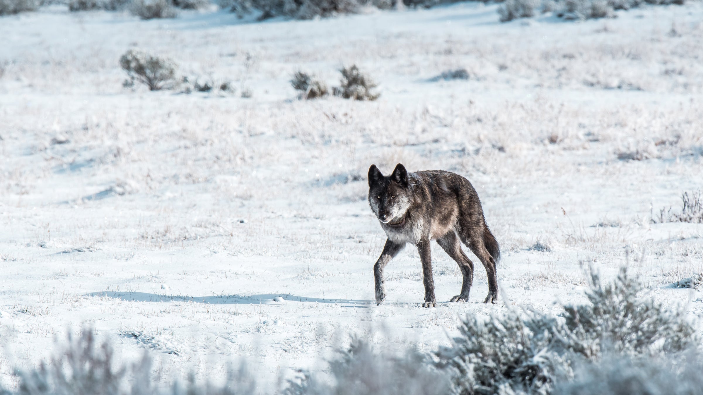 Wolf 926 in Lamar Canyon