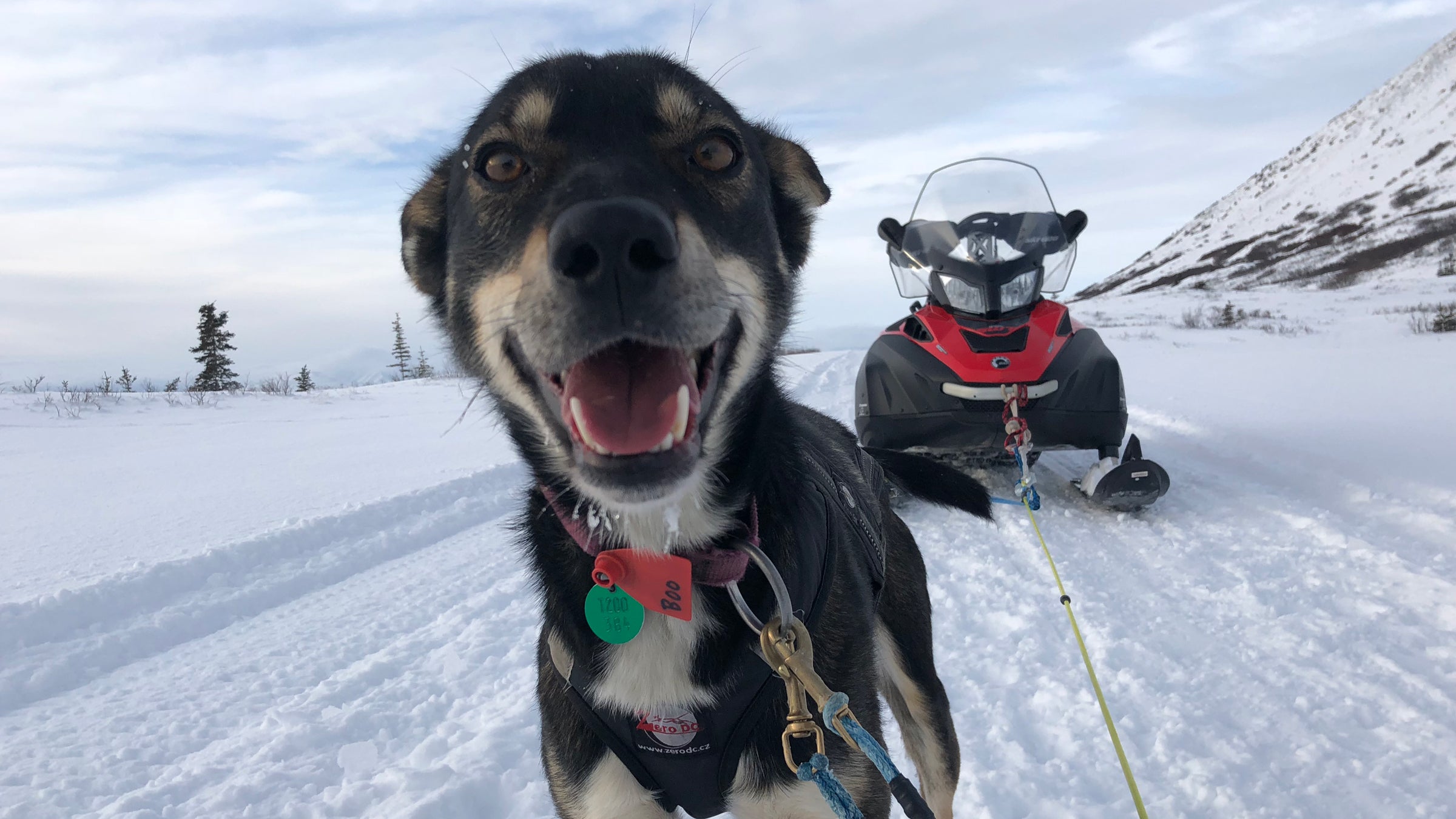 Here's how Iditarod competitors manage logistics.