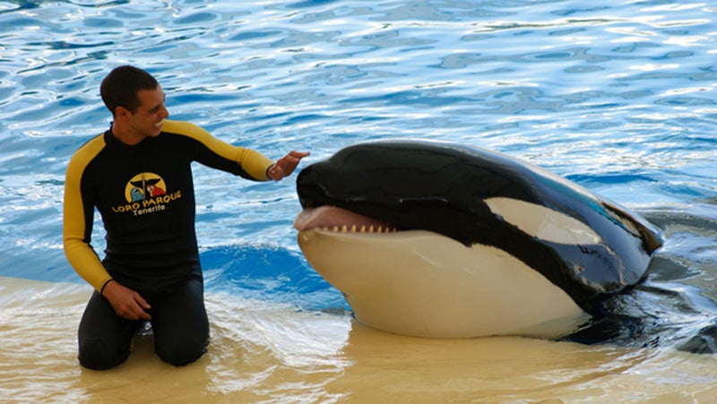 Orca Ocean trainer Alexis Martínez with Keto.