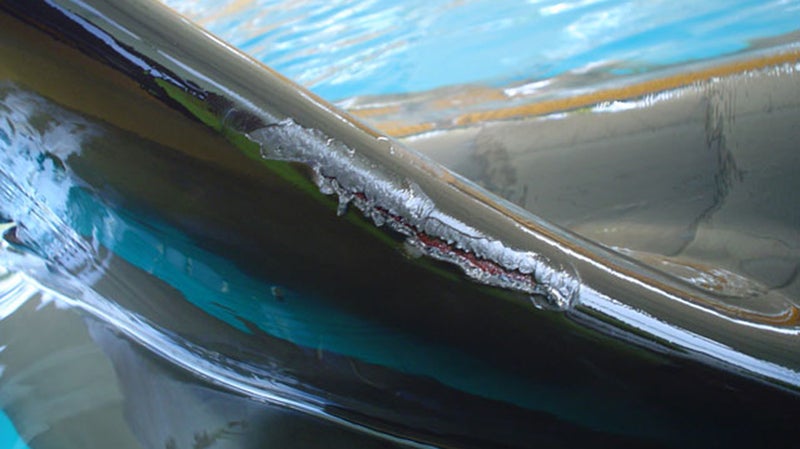 Kohana's injured dorsal fin.