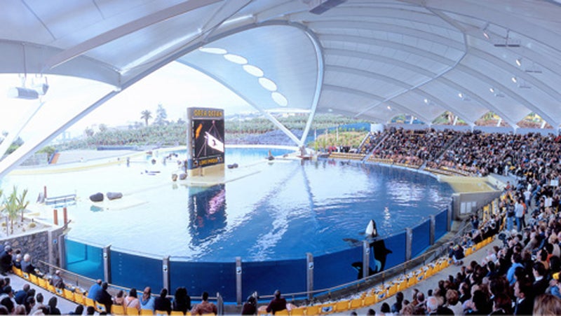 The main show pool at Loro Parque's Orca Ocean.