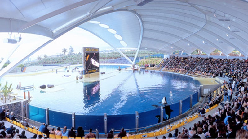 The main show pool at Loro Parque's Orca Ocean. 