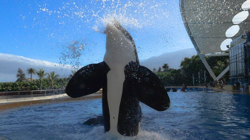 An orca at the still-operating orca program at Loro Parque, in 2017.