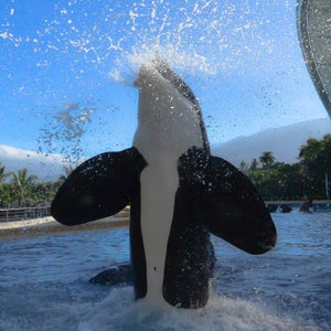 An orca at the still-operating orca program at Loro Parque, in 2017.