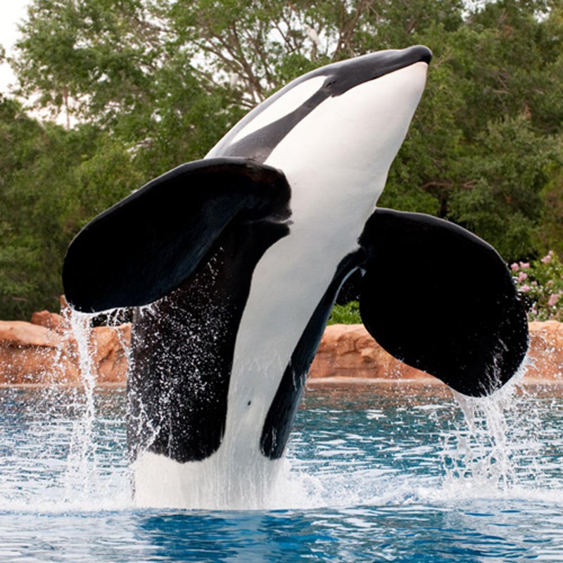 Tilikum, the orca who killed Dawn Brancheau at SeaWorld Orlando.