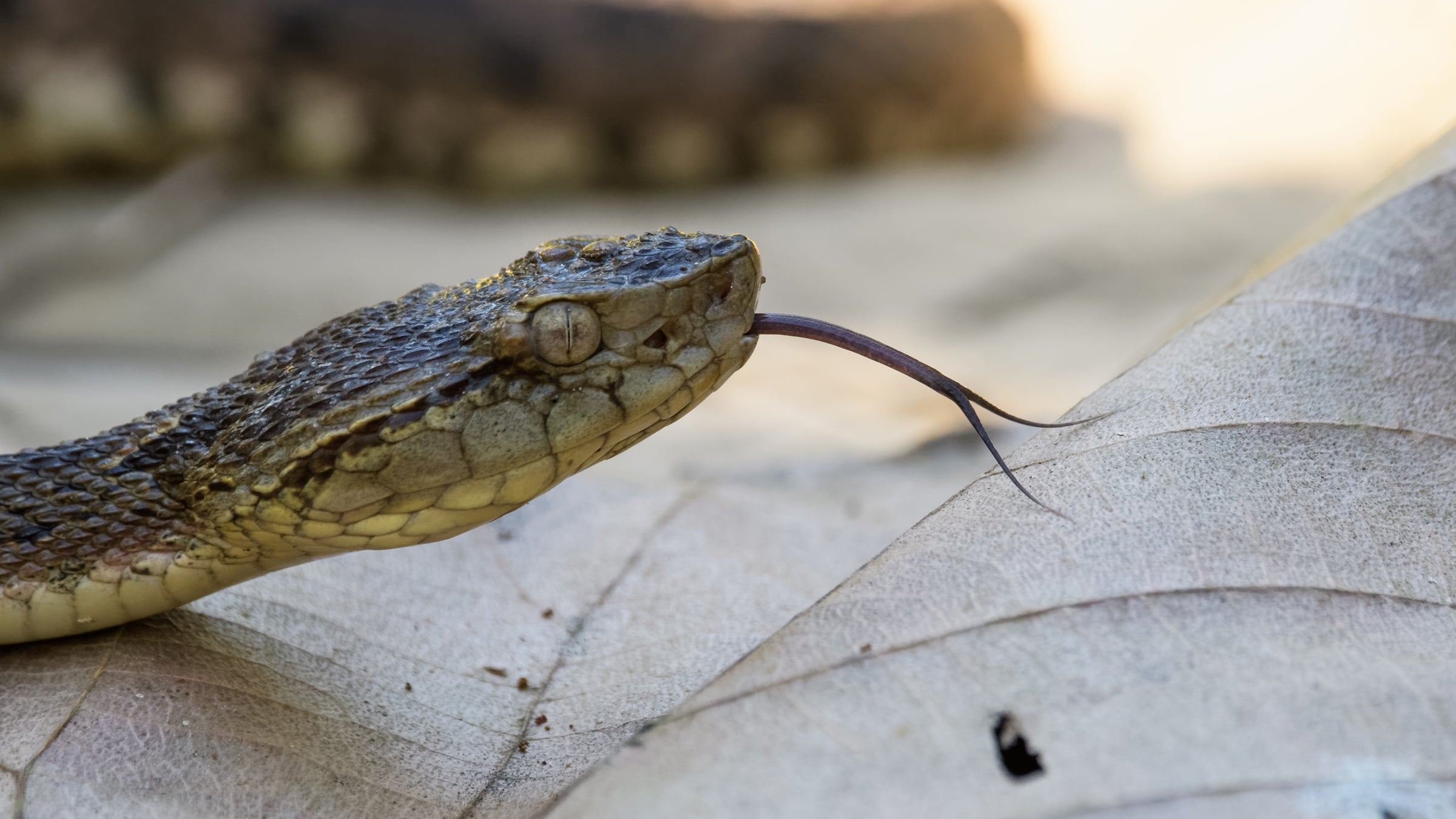 pit viper fangs