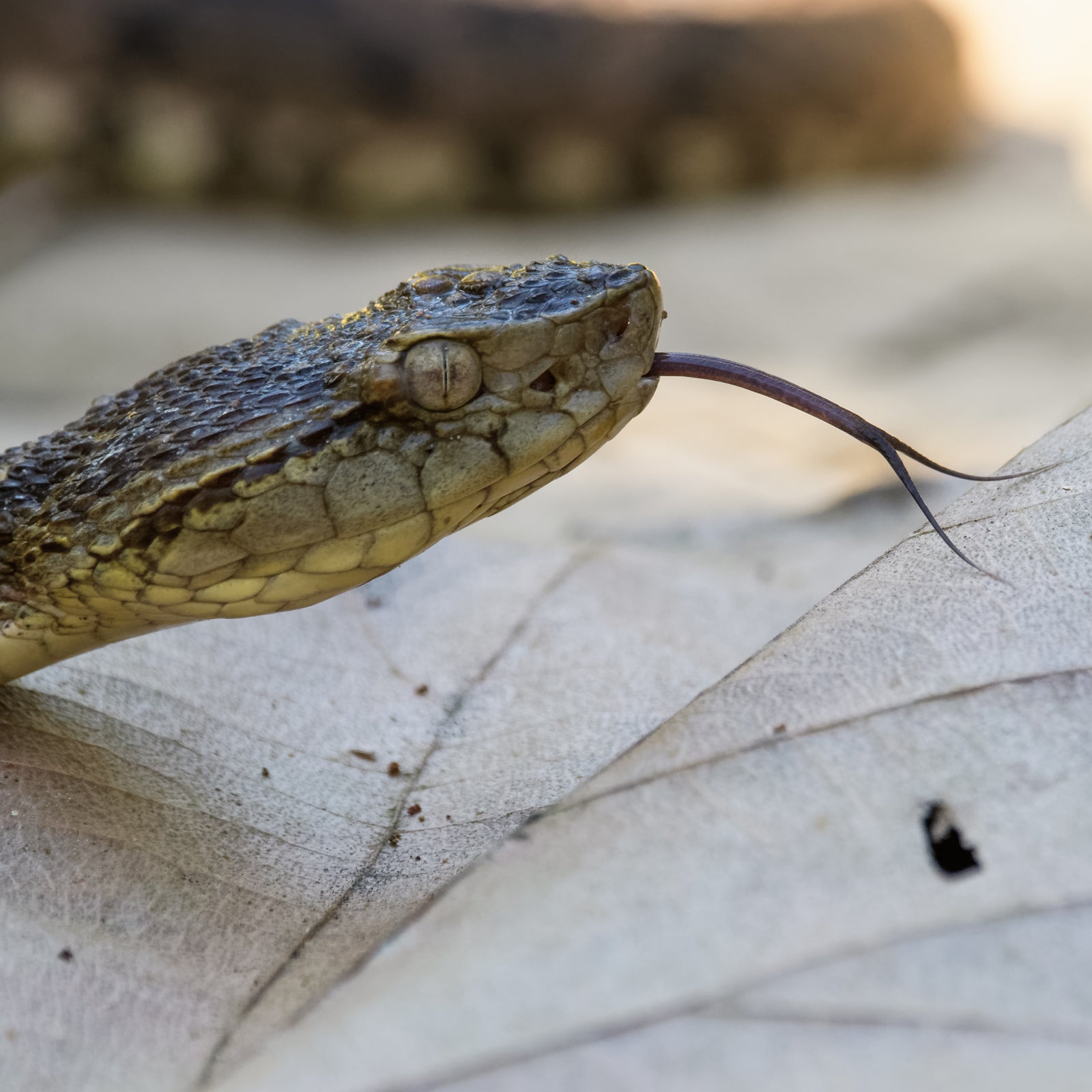 Can snakes die from their own venom?