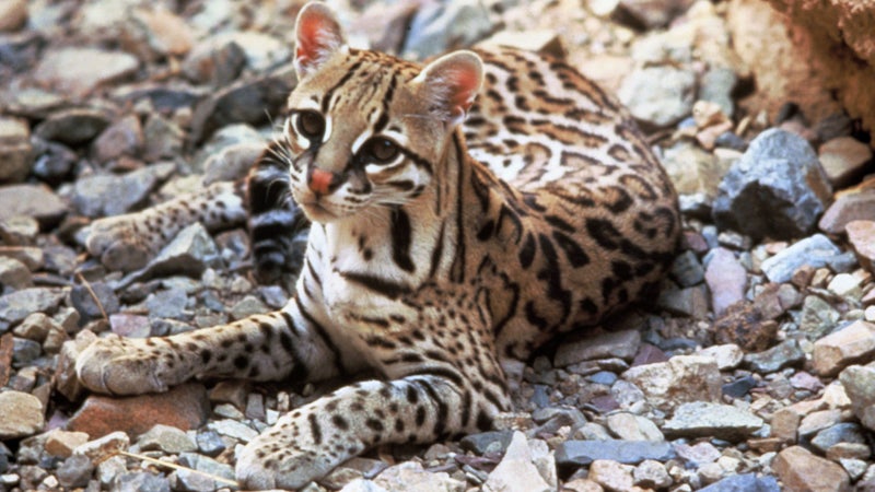 An ocelot.