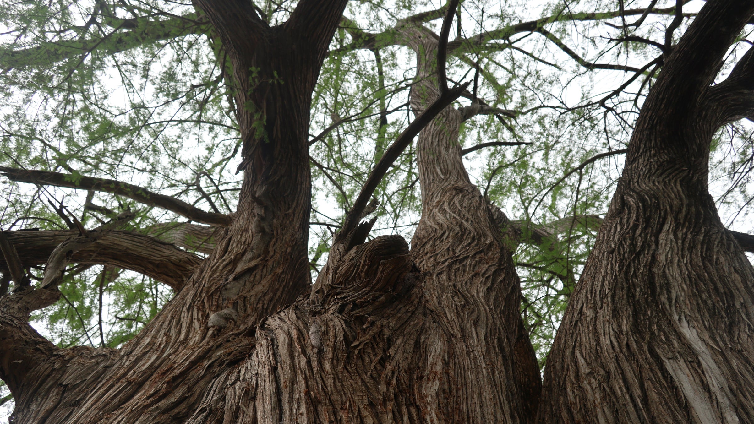 Monty the Montezuma Baldcypress.