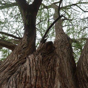 Monty the Montezuma Baldcypress.