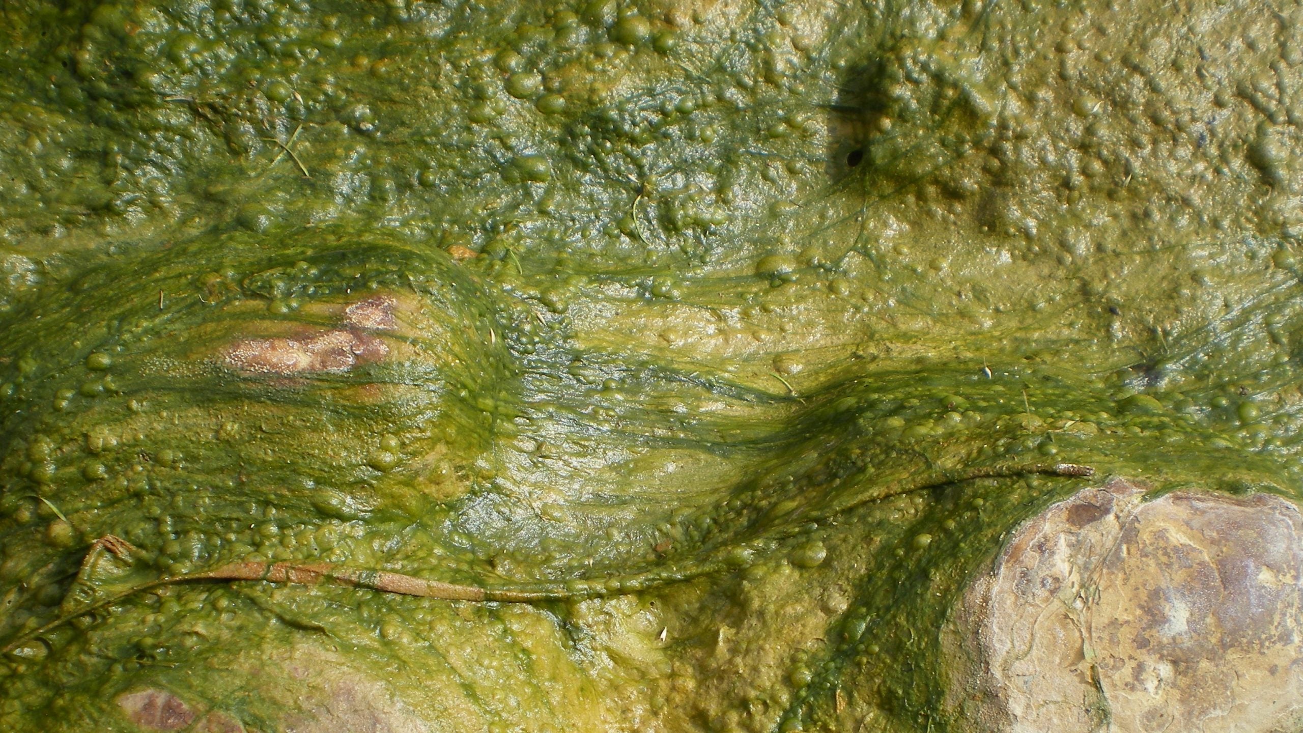 An algae bloom, of the kind that will be killing all the fish in a river near you in the near future. 