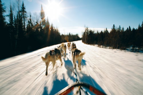The Frekings are dedicated preserving the Siberian Husky breed and spend time traveling and educating fellow mushers on the topic. Here, a team of six dogs takes a practice run.