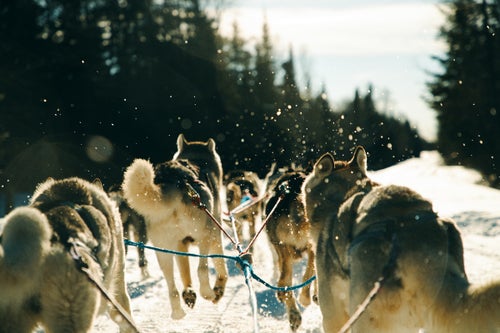 Blake and Jennifer both recently competed in the John Beargrease Sled Dog Marathon where they took first and second place. Aside from pursuing their passion and raising two little girls, they both have full time jobs (Blake as an engineer for the US Forest Services and Jennifer as a veterinarian in Ely, MN).