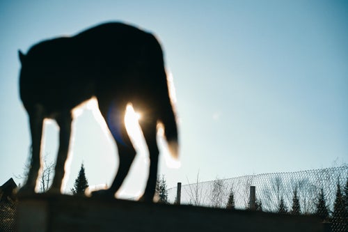Siberian Silhouette - a lone husky greets the day.