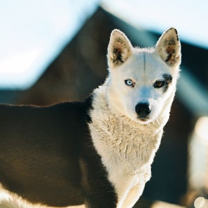 Although the Frekings don’t have favorites when it comes to their beloved huskies, Blake Freking considers Eagle to be his “hero” as Eagle has been instrumental in helping Blake cross the finish line in many races.