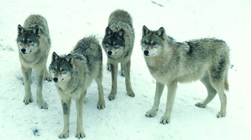 A wolf pack in Wisconsin.