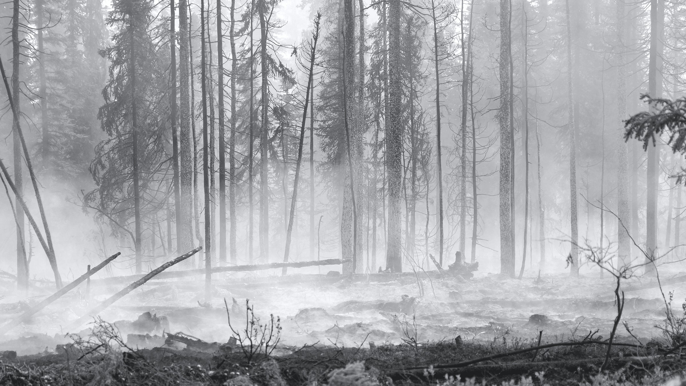 The aftermath of a forest fire in Alaska. Climate change is creating more, and more severe fires, but the administration's budget would take money away fire prevention and suppression operations to pay for more expedient oil and gas extraction permitting. 