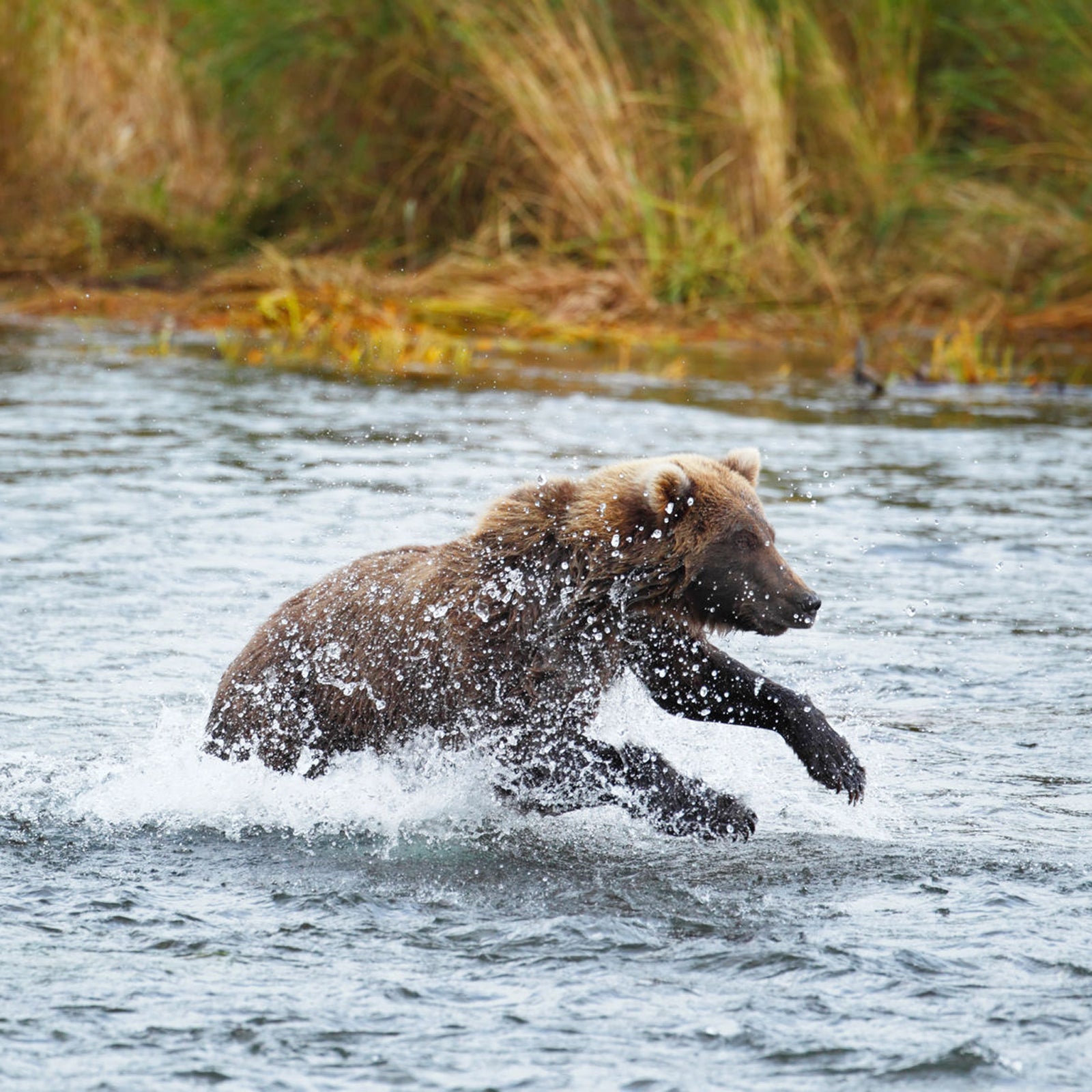 A Bear unfortunately had to be shot last night - livestock in