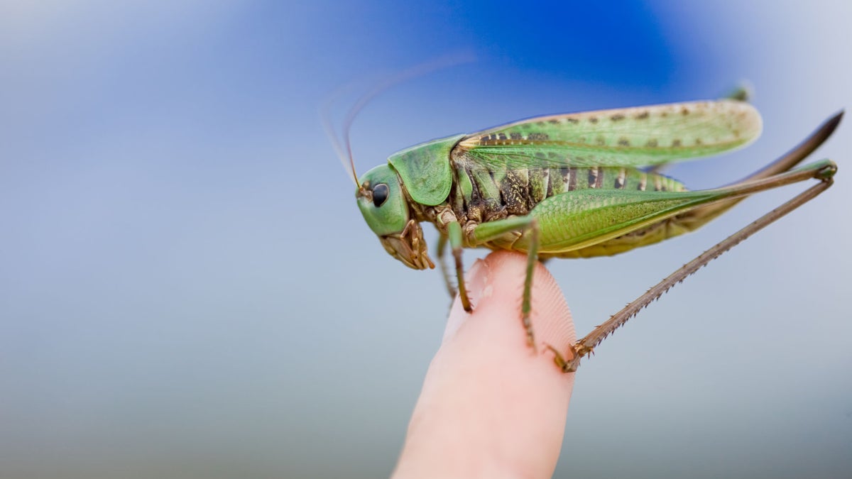 5 Insects Everyone Can Eat