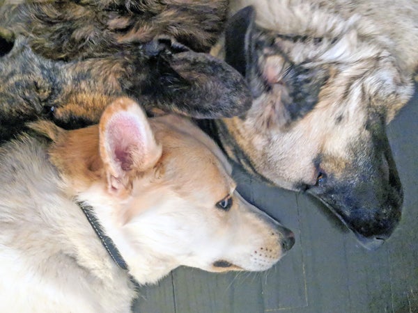 Everyone thinks they're a pro wrestler until dad gets involved.