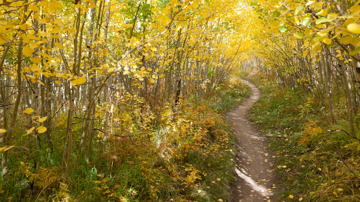 The Battle to Ride Mountain Bikes in Nederland, Colorado