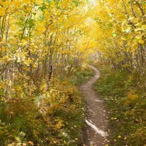 Singletrack in Nederlands, Colorado