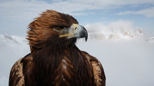 The planet is changing. Animals are adapting where they can, dying where they can’t.