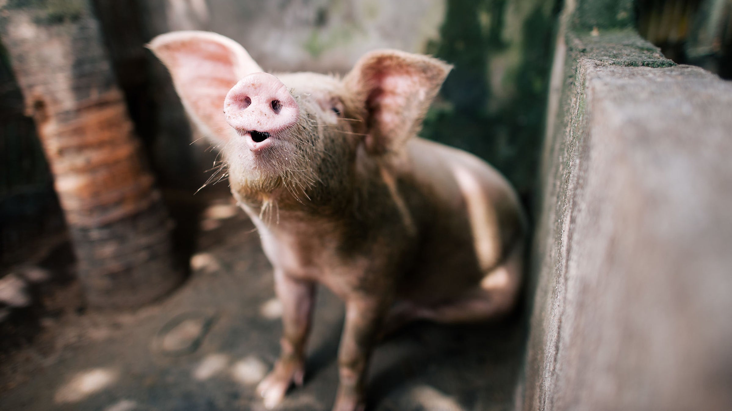 Are they a health food? Maybe not. Like any good chip, they’re carrier vessels for salt and, you know, fried. But, they’re certainly healthier than real bacon, and a better choice for the planet, too.