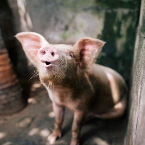 Are they a health food? Maybe not. Like any good chip, they’re carrier vessels for salt and, you know, fried. But, they’re certainly healthier than real bacon, and a better choice for the planet, too.